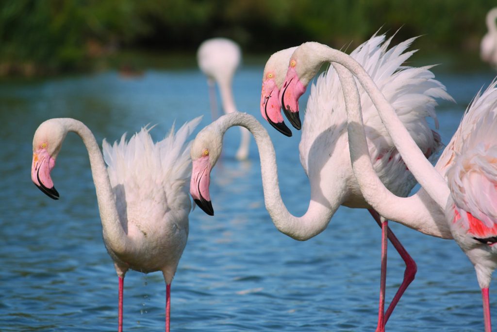 Camargue-Fenicotteri-Rosa