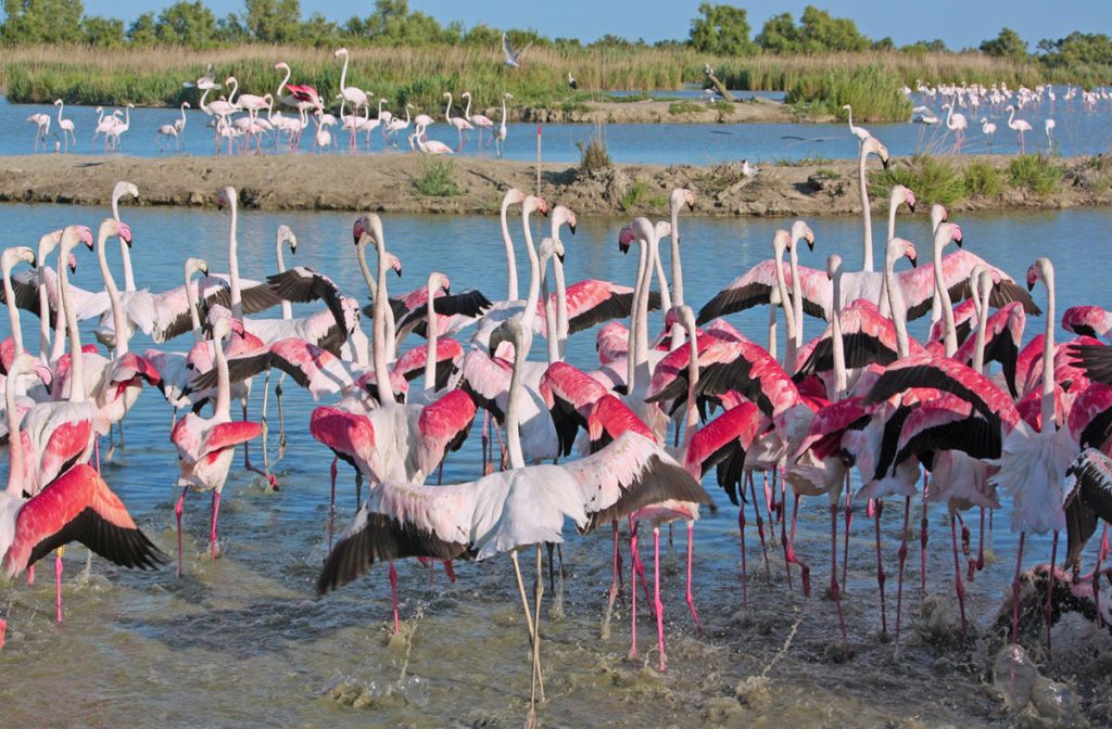 Camargue-Fenicotteri-Rosa-in-gruppo