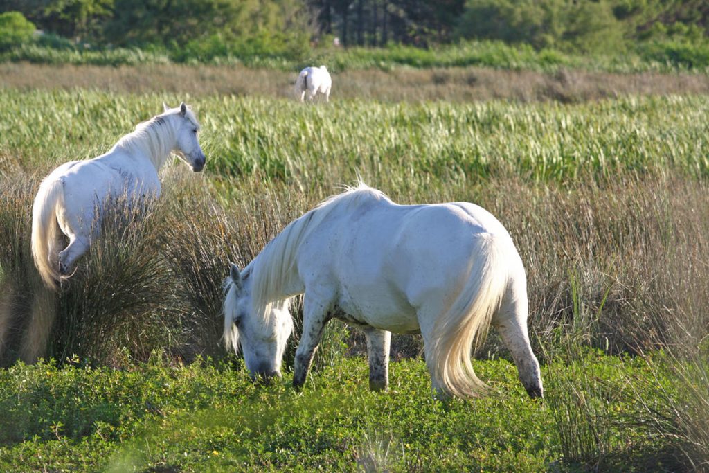 Camargue-Cavalli-allo-stato-brado