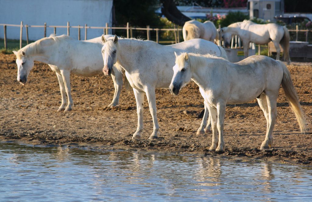 Camargue-Cavalli-allo-stato-brado-davanti-al-lago