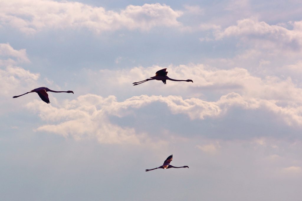 Camargue-Altri-Fenicotteri-Rosa-in-volo