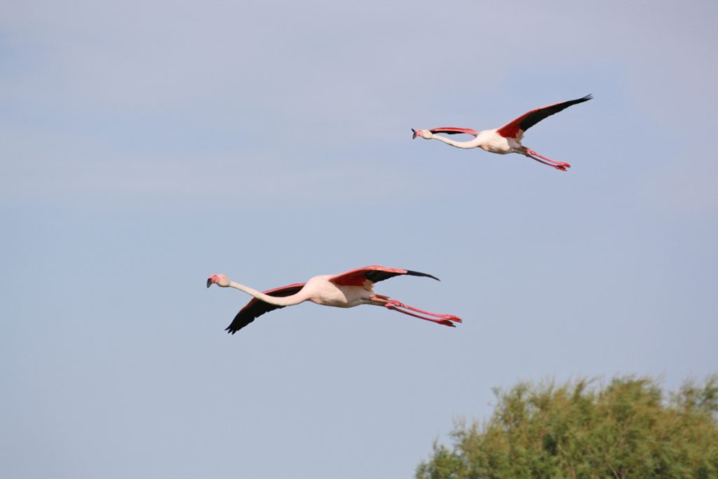 Camargue-Fenicotteri-Rosa-in-volo