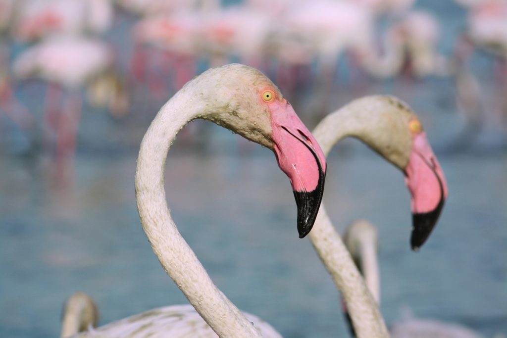 Camargue-Fenicotteri-dettaglio