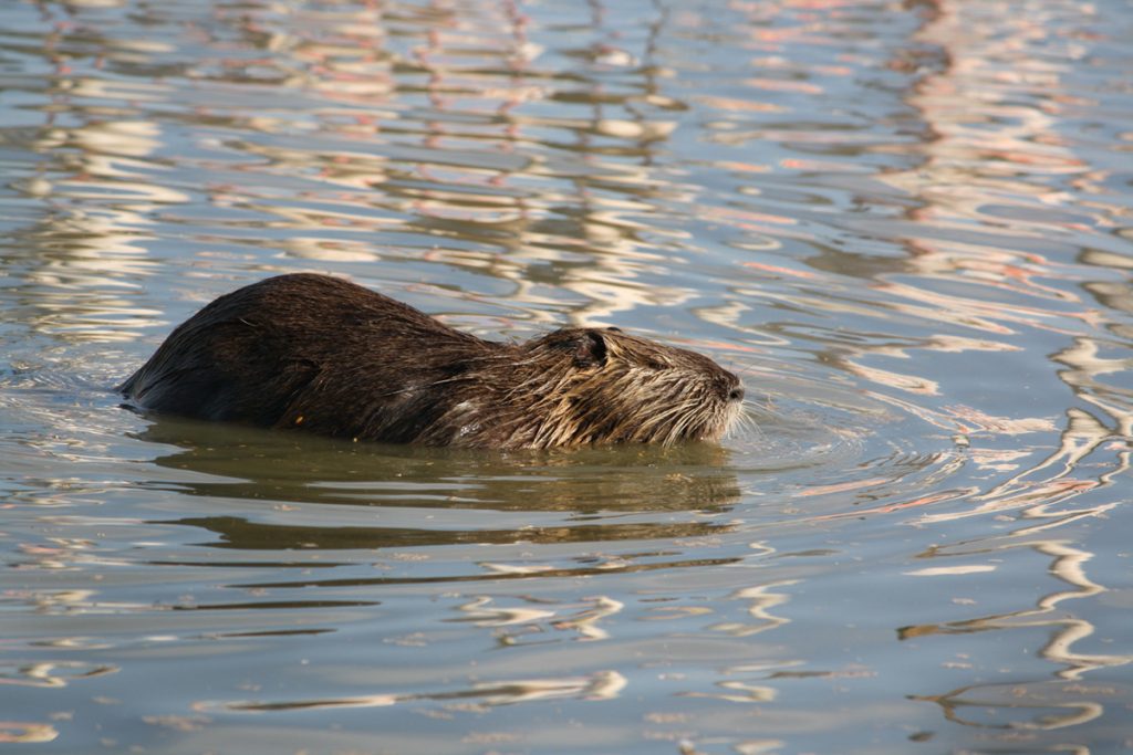 Camargue-Nutrie