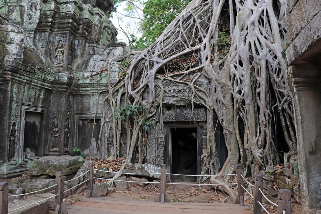 cambogia-templi-radici-giganti-2