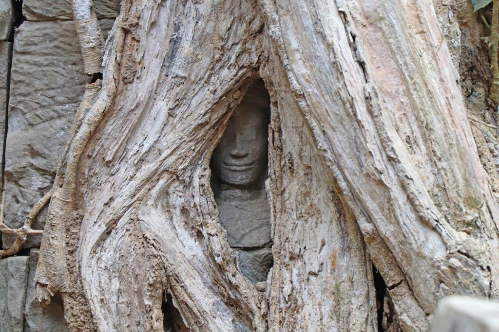 cambogia-volto-nel-tronco-di-albero