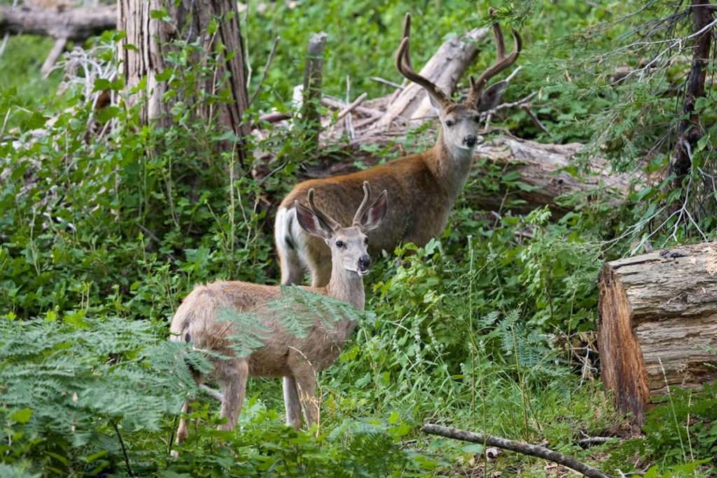 animali al yosemite national park