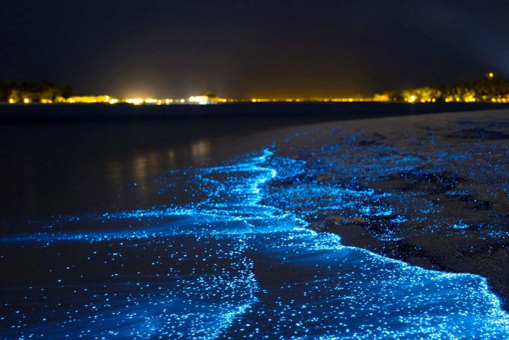 bioluminescence-maldive