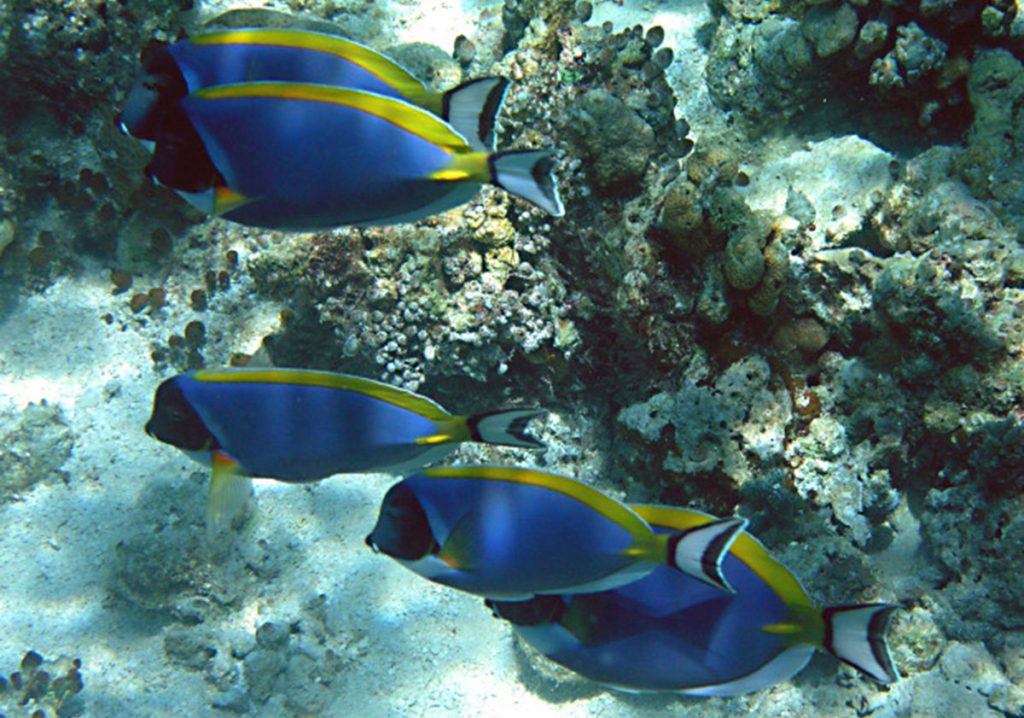 pesci colorati maldive