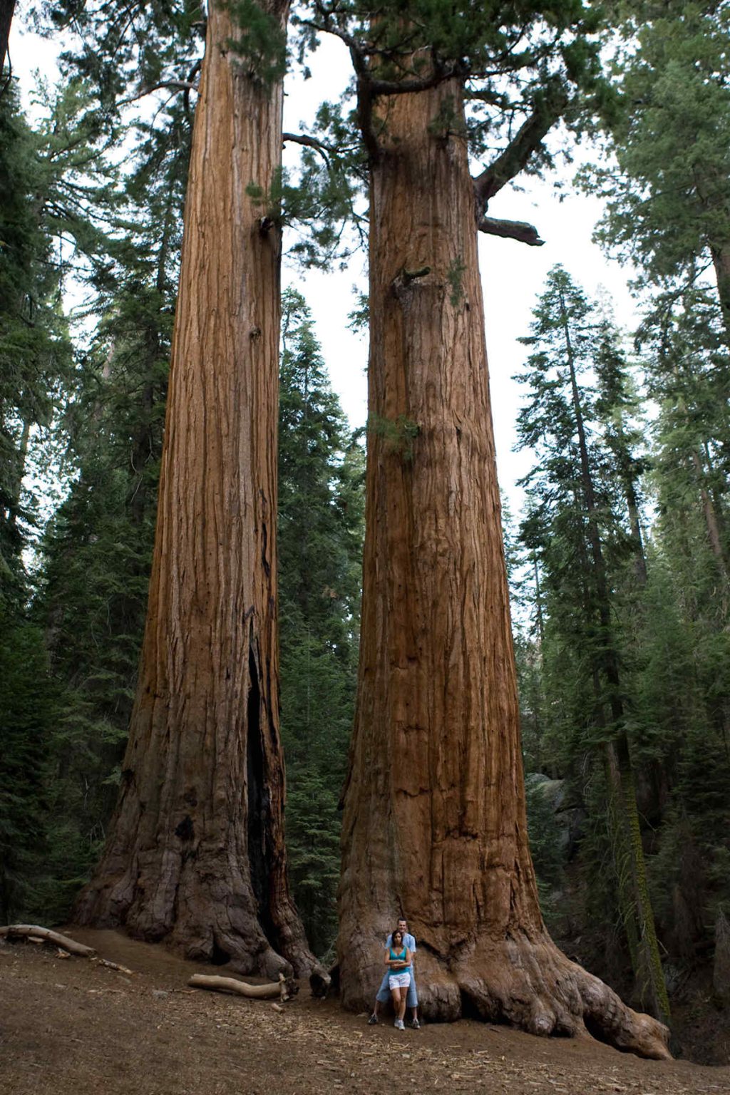 sequoia national park elisa enrico meraviglie del mondo travel blog