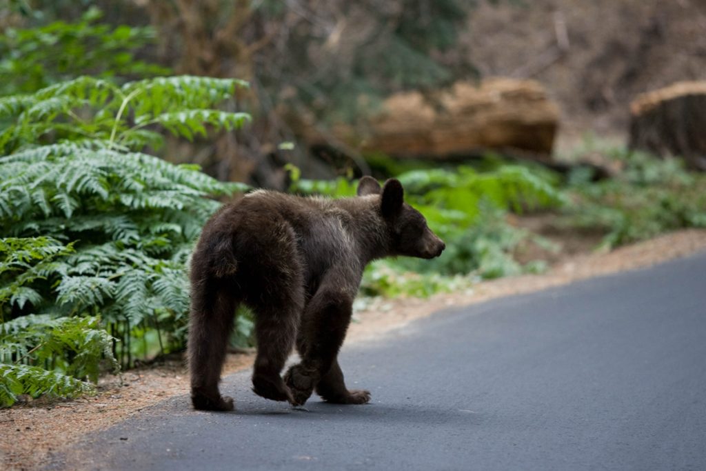 vedere orsi nello yosemite national park