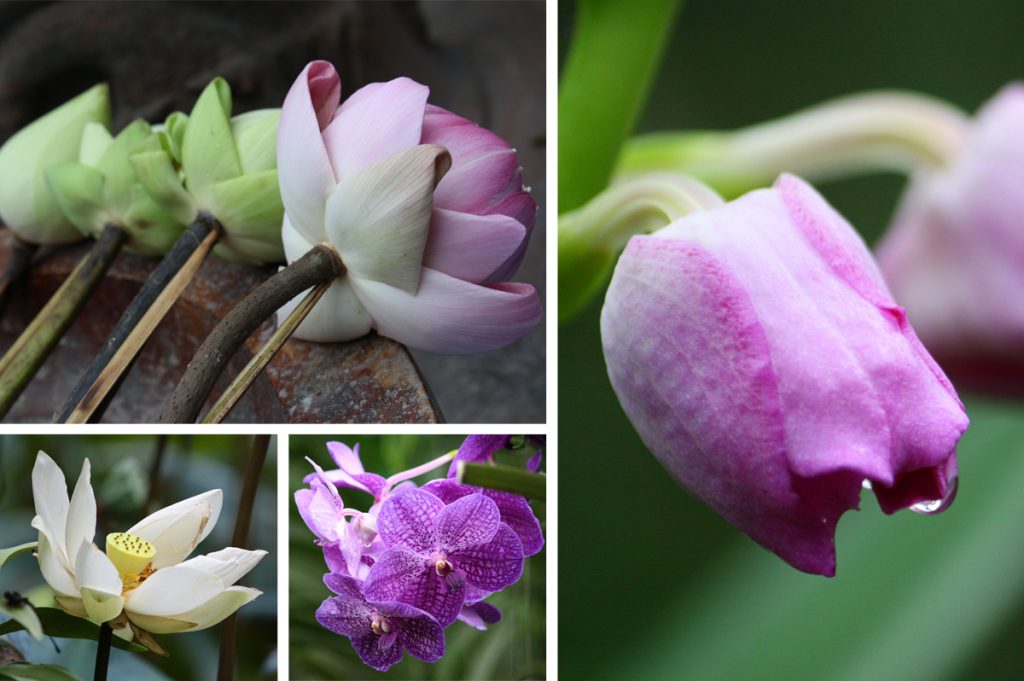 Orchid-Butterfly-Farm-fiori-thailandia