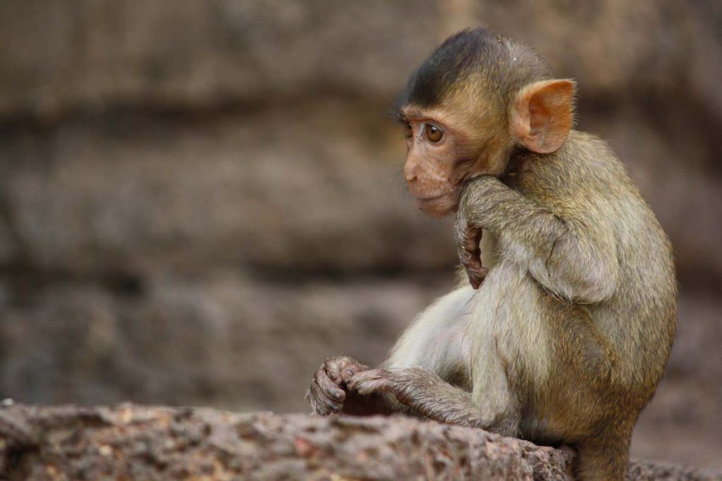 piccola-scimmia-thailandia