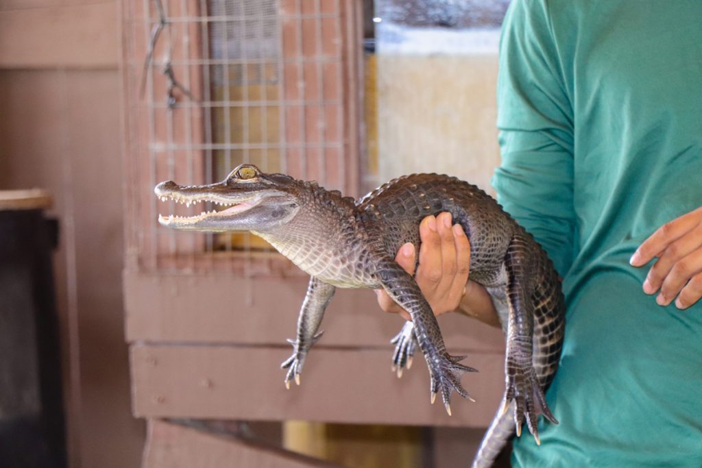 everglades-national-park-alligatore-cucciolo