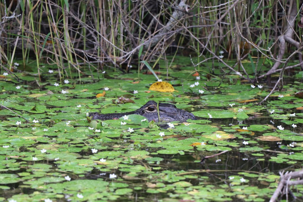 on-the-road-Florida-everglades-national-park-meraviglie-del-mondo-travel-blog