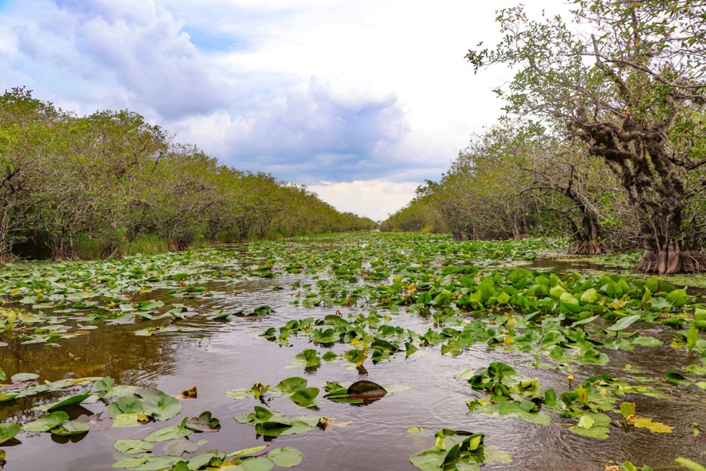 viaggio-in-Florida-con-bambini-everglades-national-park-meraviglie-del-mondo-travel-blog