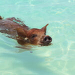 nuotare-con-i-maialini-bahamas-meraviglie-del-mondo-travel-blog-esperienza-da-fare