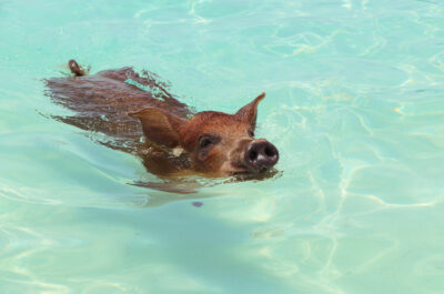 nuotare-con-i-maialini-bahamas-meraviglie-del-mondo-travel-blog-esperienza-da-fare